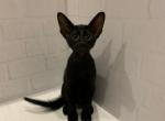Genry - Oriental Cat For Sale - Pembroke Pines&comma; FL&comma; US