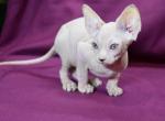 Kabrina - Sphynx Cat For Sale - Pembroke Pines&comma; FL&comma; US