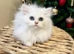 British long haired kittens - British Shorthair Cat For Sale - Thornton&comma; CO&comma; US