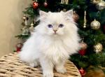 British longhaired kittens - British Shorthair Cat For Sale - Thornton&comma; CO&comma; US