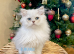 British longhaired kitten - British Shorthair Cat For Sale - Thornton&comma; CO&comma; US