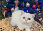 British shorthaired kitena - British Shorthair Cat For Sale - Thornton&comma; CO&comma; US