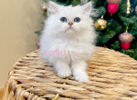 British long haired white kittens - British Shorthair Cat For Sale - Thornton&comma; CO&comma; US