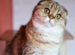 Nelly - Scottish Fold Cat For Sale - Levittown&comma; PA&comma; US