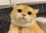lanana - British Shorthair Cat For Sale - Los Angeles&comma; CA&comma; US
