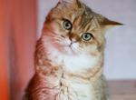 Nemo - Scottish Straight Cat For Sale - Levittown&comma; PA&comma; US
