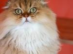 Peanut - Scottish Fold Cat For Sale - Levittown&comma; PA&comma; US