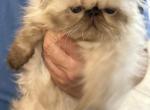 Jay - Persian Cat For Sale - Fort Worth&comma; TX&comma; US