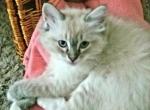 Rosie the mitted seal lynx - Ragdoll Cat For Sale - Winchester&comma; VA&comma; US
