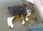 Cutie Pie bi colored Manx - Manx Cat For Sale - Mokelumne Hill&comma; CA&comma; US