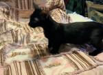 Star - Munchkin Cat For Sale - FL&comma; US