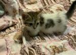 Bitsy - Munchkin Cat For Sale - FL&comma; US