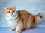 Hilary - British Shorthair Cat For Sale - Chicago&comma; IL&comma; US