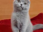 Zoe - Scottish Fold Cat For Sale - Hollywood&comma; FL&comma; US