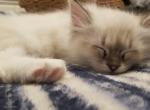 Cookie the mitted seal lynx - Ragdoll Cat For Sale - Winchester&comma; VA&comma; US