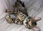 Stellas Boy   BLUE - Bengal Cat For Sale - AR&comma; US