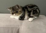 Mia - Exotic Cat For Sale - Vancouver&comma; WA&comma; US