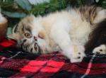 Brown black tabby Straight Fold longhair boy - Scottish Straight Cat For Sale - Spokane&comma; WA&comma; US