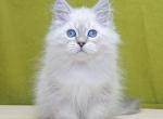 Oskar - Siberian Cat For Sale - Grayslake&comma; IL&comma; US