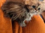 Sweet CFA Registered Tabby Persian Kitten - Persian Cat For Sale - Perry&comma; FL&comma; US