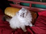 TICA Lynx Ragdoll Kitten Male - Ragdoll Cat For Sale - Saint Joseph&comma; MO&comma; US
