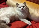TICA Male seal Bicolor Ragdoll Kitten - Ragdoll Cat For Sale - Saint Joseph&comma; MO&comma; US