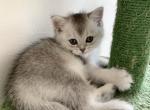 Scottish girl 1 - Scottish Straight Cat For Sale - New York&comma; NY&comma; US