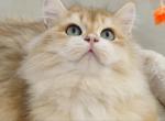 lava - British Shorthair Cat For Sale - Los Angeles&comma; CA&comma; US