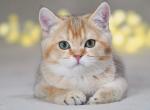 Guffi - British Shorthair Cat For Sale - Grayslake&comma; IL&comma; US