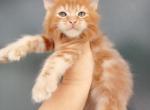 Apricot - Maine Coon Cat For Sale - Hollywood&comma; FL&comma; US