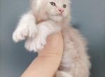 Casper - Maine Coon Cat For Sale - Hollywood&comma; FL&comma; US