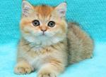 John - British Shorthair Cat For Sale - Los Angeles&comma; CA&comma; US
