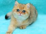 Jennifer - British Shorthair Cat For Sale - Chicago&comma; IL&comma; US