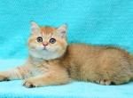 John - British Shorthair Cat For Sale - Chicago&comma; IL&comma; US