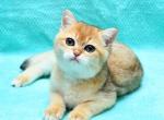 Jeff - British Shorthair Cat For Sale - Chicago&comma; IL&comma; US