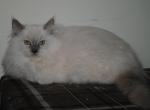 Aslan - Ragdoll Cat For Sale - Shippensburg&comma; PA&comma; US
