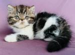 Roxy - Exotic Cat For Sale - Philadelphia&comma; PA&comma; US