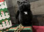 Midnight - Minuet Cat For Sale - West Branch&comma; MI&comma; US