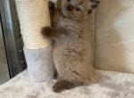 Whitby - Ragdoll Cat For Sale - Freeburg&comma; PA&comma; US