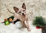 Asher - Sphynx Cat For Sale - Mundelein&comma; IL&comma; US