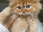 Red ticked boy - Scottish Fold Cat For Sale - Sun City Center&comma; FL&comma; US