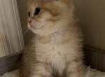 British shorthair kitten for sale - British Shorthair Cat For Sale - Staten Island&comma; NY&comma; US
