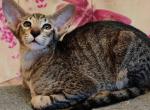 Vivaldi - Oriental Cat For Sale - Pembroke Pines&comma; FL&comma; US