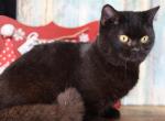 Minuet litter - Minuet Cat For Sale - Omaha&comma; NE&comma; US