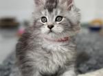 Siberias - Maine Coon Cat For Sale - Boerne&comma; TX&comma; US