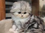 Gerta - Scottish Fold Cat For Sale - Holland&comma; PA&comma; US