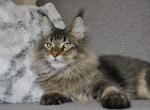 Hawk - Maine Coon Cat For Sale - Hollywood&comma; FL&comma; US