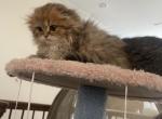 Mahi - Scottish Fold Cat For Sale - Houston&comma; TX&comma; US