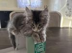 Marshmallow - Maine Coon Cat For Sale - Westfield&comma; MA&comma; US