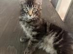 Addison - Maine Coon Cat For Sale - Westfield&comma; MA&comma; US